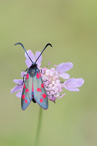 Zygaena transalpina hippocrepidis (Zygaenidae)  - Zygène de lHippocrépide Aisne [France] 28/07/2013 - 110m