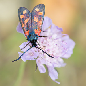 Zygaena transalpina hippocrepidis (Zygaenidae)  - Zygène de lHippocrépide Aisne [France] 28/07/2013 - 110m