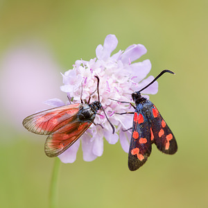 Zygaena transalpina hippocrepidis (Zygaenidae)  - Zygène de lHippocrépide Aisne [France] 28/07/2013 - 110mA droite.