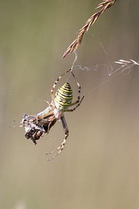 Argiope bruennichi (Araneidae)  - Épeire frelon - Wasp Spider Turnhout [Belgique] 15/08/2013 - 30m