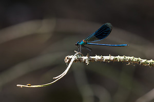 Calopteryx splendens (Calopterygidae)  - Caloptéryx éclatant - Banded Demoiselle Maaseik [Belgique] 16/08/2013 - 40m