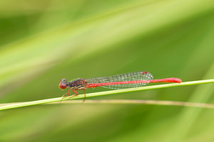 Ceriagrion tenellum (Coenagrionidae)  - Agrion délicat - Small Red Damselfly Anvers [Belgique] 17/08/2013 - 20m