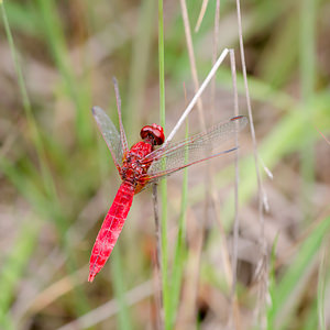 Crocothemis erythraea (Libellulidae)  - Crocothémis écarlate - Scarlet Dragonfly Turnhout [Belgique] 15/08/2013 - 30m