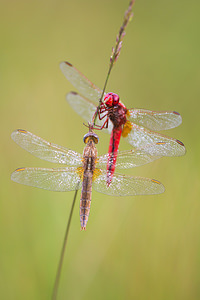 Crocothemis erythraea (Libellulidae)  - Crocothémis écarlate - Scarlet Dragonfly Turnhout [Belgique] 16/08/2013 - 30m