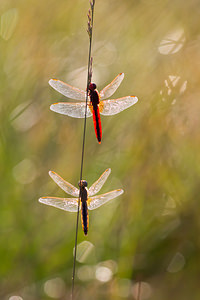 Crocothemis erythraea (Libellulidae)  - Crocothémis écarlate - Scarlet Dragonfly Turnhout [Belgique] 16/08/2013 - 30m