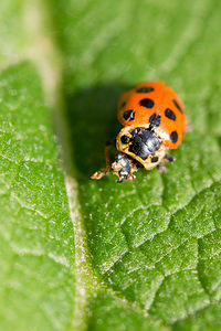 Hippodamia tredecimpunctata (Coccinellidae)  - Coccinelle à treize points - 13-spot Ladybird Maaseik [Belgique] 16/08/2013 - 30m