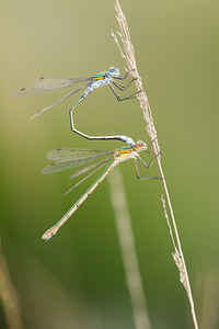 Lestes sponsa (Lestidae)  - Leste fiancé - Emerald Damselfly Anvers [Belgique] 17/08/2013 - 20m