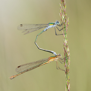 Lestes sponsa (Lestidae)  - Leste fiancé - Emerald Damselfly Anvers [Belgique] 17/08/2013 - 20m