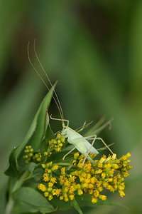 Meconema meridionale (Tettigoniidae)  - Méconème fragile Turnhout [Belgique] 15/08/2013 - 30m