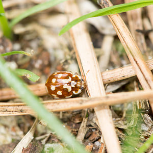 Myrrha octodecimguttata (Coccinellidae)  - Coccinelle des pins - 18-spot Ladybird Anvers [Belgique] 17/08/2013 - 20m