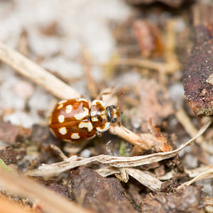 Myrrha octodecimguttata (Coccinellidae)  - Coccinelle des pins - 18-spot Ladybird Anvers [Belgique] 17/08/2013 - 20m