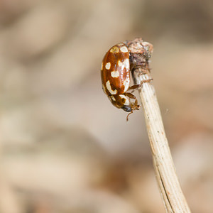 Myrrha octodecimguttata (Coccinellidae)  - Coccinelle des pins - 18-spot Ladybird Anvers [Belgique] 17/08/2013 - 20m