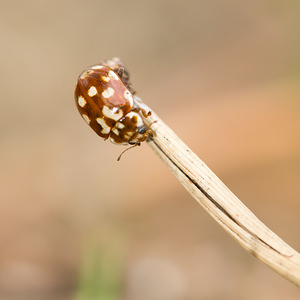 Myrrha octodecimguttata (Coccinellidae)  - Coccinelle des pins - 18-spot Ladybird Anvers [Belgique] 17/08/2013 - 20m
