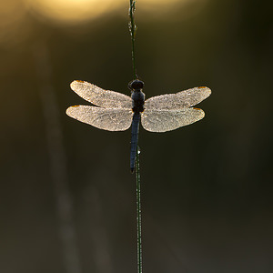 Orthetrum coerulescens (Libellulidae)  - Orthétrum bleuissant - Keeled Skimmer Turnhout [Belgique] 16/08/2013 - 30m