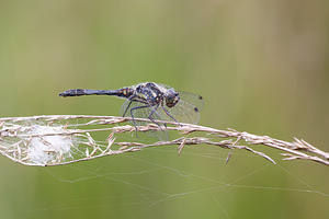 Sympetrum danae (Libellulidae)  - Sympétrum noir - Black Darter Turnhout [Belgique] 15/08/2013 - 30m