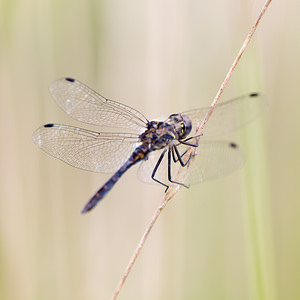 Sympetrum danae (Libellulidae)  - Sympétrum noir - Black Darter Turnhout [Belgique] 15/08/2013 - 30m