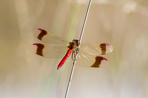 Sympetrum pedemontanum (Libellulidae)  - Sympétrum du Piémont - Banded Darter Turnhout [Belgique] 15/08/2013 - 30m