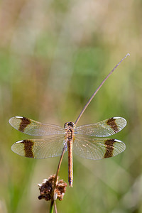 Sympetrum pedemontanum (Libellulidae)  - Sympétrum du Piémont - Banded Darter Maaseik [Belgique] 16/08/2013 - 30m