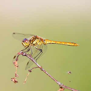 Sympetrum striolatum (Libellulidae)  - Sympétrum fascié - Common Darter Turnhout [Belgique] 15/08/2013 - 30m