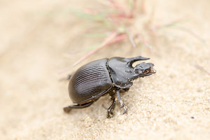 Typhaeus typhoeus (Geotrupidae)  - Minotaure, Minotaure typhée - Minotaur Beetle Anvers [Belgique] 17/08/2013 - 20m