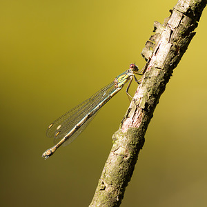 Chalcolestes viridis (Lestidae)  - Leste vert - Green Emerald Damselfly Ath [Belgique] 07/09/2013 - 50m