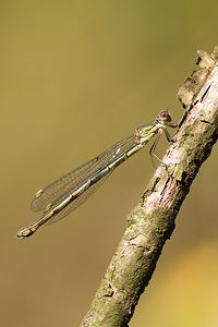 Chalcolestes viridis (Lestidae)  - Leste vert - Green Emerald Damselfly Ath [Belgique] 07/09/2013 - 50m