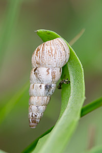 Cochlicella acuta (Geomitridae)  - Cornet étroit - Pointed Snail Pas-de-Calais [France] 21/09/2013 - 10m