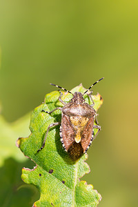 Dolycoris baccarum (Pentatomidae)  - Punaise brune à antennes & bords panachés Ath [Belgique] 07/09/2013 - 50m