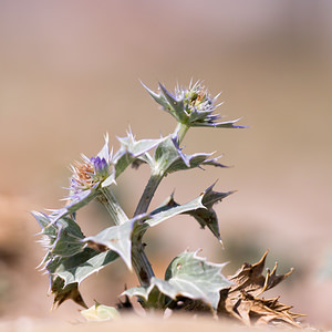 Eryngium maritimum (Apiaceae)  - Panicaut maritime, Panicaut de mer, Chardon des dunes, Chardon bleu, Panicaut des dunes - Sea Holly Pas-de-Calais [France] 24/09/2013