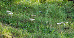 Macrolepiota procera (Secotiaceae)  - Lépiote élevée, Grande coulemelle - Parasol Pas-de-Calais [France] 23/09/2013 - 20m