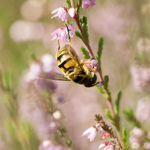 Myathropa florea (Syrphidae)  Ath [Belgique] 07/09/2013 - 50m