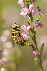 Myathropa florea (Syrphidae)  Ath [Belgique] 07/09/2013 - 50m