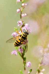 Myathropa florea (Syrphidae)  Ath [Belgique] 07/09/2013 - 50m