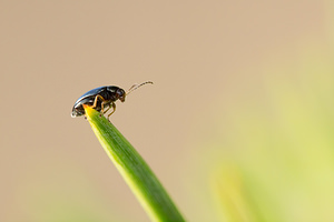 Psylliodes chrysocephala (Chrysomelidae)  - Altise du colza - Cabbage Stem Flea Beetle Pas-de-Calais [France] 23/09/2013 - 20m