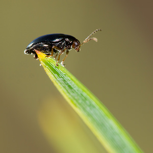 Psylliodes chrysocephala (Chrysomelidae)  - Altise du colza - Cabbage Stem Flea Beetle Pas-de-Calais [France] 23/09/2013 - 20m