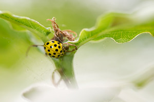 Psyllobora vigintiduopunctata (Coccinellidae)  - Coccinelle à 22 points - 22-spot Ladybird Ath [Belgique] 07/09/2013 - 60m