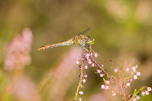 Sympetrum sanguineum (Libellulidae)  - Sympétrum sanguin, Sympétrum rouge sang - Ruddy Darter Ath [Belgique] 07/09/2013 - 50m