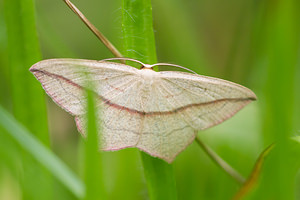 Timandra comae (Geometridae)  - Timandre aimée - Blood-vein Ath [Belgique] 07/09/2013 - 60m