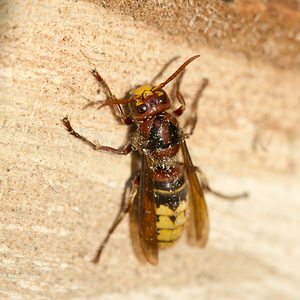 Vespa crabro (Vespidae)  - Frelon d'Europe, Frelon, Guichard - European Hornet Marne [France] 19/10/2013 - 160m