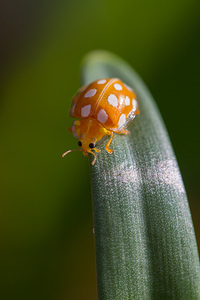 Halyzia sedecimguttata (Coccinellidae)  - Grande coccinelle orange - 16-spot Ladybird [Halyzia sedecimguttata]  [France] 23/02/2014 - 180m