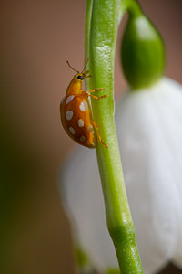 Halyzia sedecimguttata (Coccinellidae)  - Grande coccinelle orange - 16-spot Ladybird [Halyzia sedecimguttata]  [France] 23/02/2014 - 180m