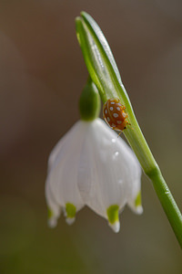 Halyzia sedecimguttata (Coccinellidae)  - Grande coccinelle orange - 16-spot Ladybird [Halyzia sedecimguttata]  [France] 23/02/2014 - 180m