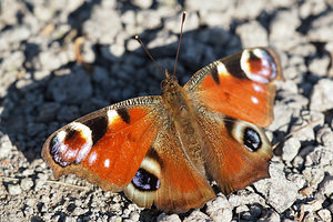 Aglais io (Nymphalidae)  - Paon-du-jour, Paon de jour, Oeil -de-Paon-du-Jour, Paon, Oeil-de-Paon - Peacock Nord [France] 09/03/2014 - 20m