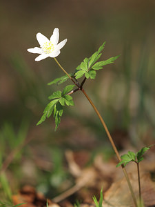 Anemone nemorosa (Ranunculaceae)  - Anémone des bois, Anémone sylvie - Wood Anemone Nord [France] 09/03/2014 - 30m