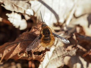 Bombylius major (Bombyliidae)  - Grand bombyle - Bee Fly Nord [France] 16/03/2014 - 20m