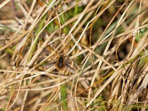 Bombylius major (Bombyliidae)  - Grand bombyle - Bee Fly Nord [France] 29/03/2014 - 10m