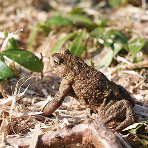 Bufo bufo (Bufonidae)  - Crapaud commun - Common Toad Nord [France] 09/03/2014 - 30m