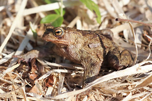 Bufo bufo (Bufonidae)  - Crapaud commun - Common Toad Nord [France] 09/03/2014 - 30m