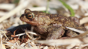 Bufo bufo (Bufonidae)  - Crapaud commun - Common Toad Nord [France] 09/03/2014 - 30m