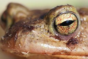 Bufo bufo (Bufonidae)  - Crapaud commun - Common Toad Nord [France] 09/03/2014 - 30m